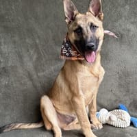 Lucas -Fröhlicher Schatz, Hund zur Adoption