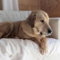 lieber Schmusebär Mars bei München!, Hund zur Adoption