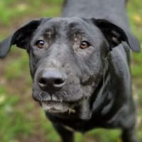 Ängstliche MARA sucht Zuhause, Hündin zur Adoption
