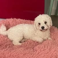 Blümchen💕wartet in 51063 Köln, Hündin zur Adoption