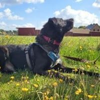 verschmuster, aktiver OREO, Hund zur Adoption