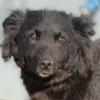 Wer schenkt GABBY ein Zuhause?, Hündin zur Adoption