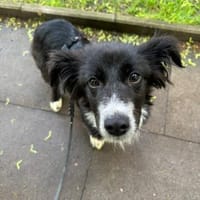 Kira  wenn Leben gerade erst richtig..., Hündin zur Adoption