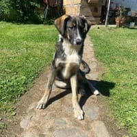Vito - sanfter Traumhund in 54534, Hund zur Adoption