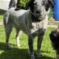Wilma die süße Maus / am Ammersee, Hündin zur Adoption
