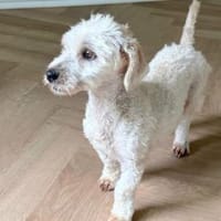 Tini💕wartet in 37589 Kalefeld ab 30.05., Hündin zur Adoption