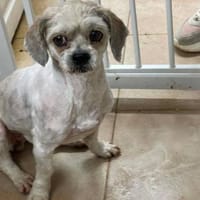 Lulu - aus RO, bald in DE, 44627 Herne, Hündin zur Adoption