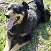 Picur - wie lange muss er noch warten?, Hund zur Adoption