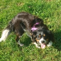 Isidoro 🧡🧡🧡 MÖCHTE IHR HERZ EROBERN, Hund zur Adoption