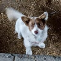 Marci 33 cm (Pflegestelle), Hündin zur Adoption