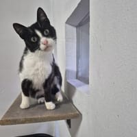 Alvira ein freundliches Katzenmädel, Katze zur Adoption