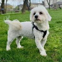 Perle💕wartet in 51063 Köln, Hündin zur Adoption