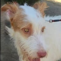 Lustige liebevolle Kairi, Hündin zur Adoption