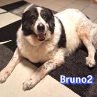 Bruno 2 - gemütlich, ruhig - Gnadenbrot, Hund zur Adoption