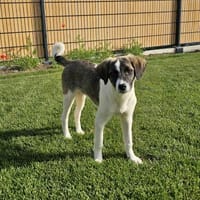 Bonnie wartet in 97499 Traustadt, Hündin zur Adoption