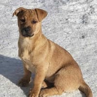 Samu F - Der Ruhepol, Hund zur Adoption