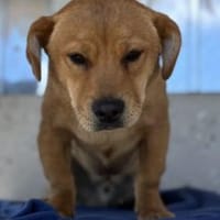 Rubin - Der schlaue Hundejunge, Hund zur Adoption