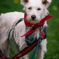 Fritzi sucht ein Für immer Zuhause, Hündin zur Adoption
