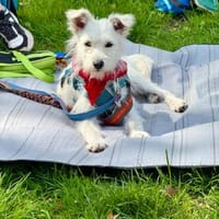 Fritzi sucht ein Für immer Zuhause, Hündin zur Adoption