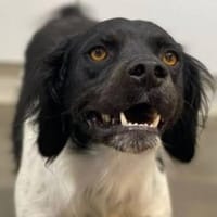 Boston wartet auf Pflegestelle, Hund zur Adoption