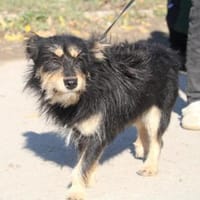 Ylvi ist super freundlich + liebt jeden!, Hündin zur Adoption