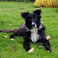 Ruby💕wartet in 48612 Horstmar, Hündin zur Adoption