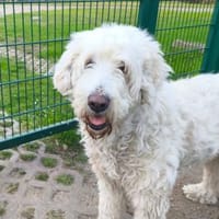 Olivia💕wartet in 19372 Karrenzin, Hündin zur Adoption
