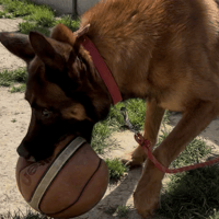 BIMBO, chien à adopter