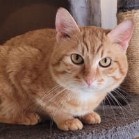 GIBSON, chat à adopter