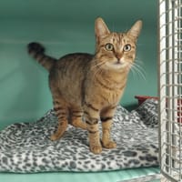 ROSETTE PAB28753, chatte à adopter