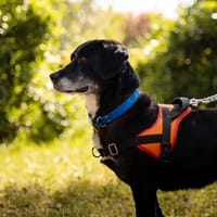 PARKER, chien à adopter