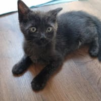 AZUR, chatte à adopter