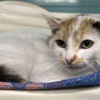 MARYBEL, chatte à adopter