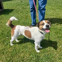 NOX, chienne à adopter