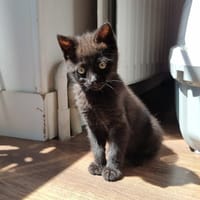 ASMAR, chatte à adopter