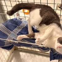 MENETIOS, chat à adopter
