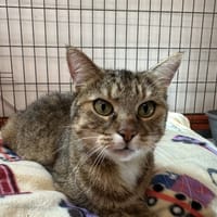 ELSA, chatte à adopter