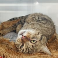 LUFFY, chat à adopter