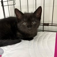LIPE, chatte à adopter