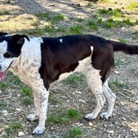 KAINA, chienne à adopter