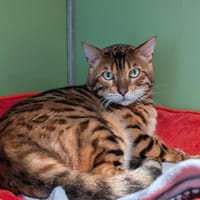 SORAL (A17425), chat à adopter
