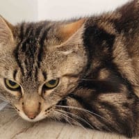 Jupiter, chat à adopter