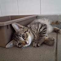 KARLAHCH, chat à adopter
