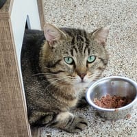 NICOLAS, chat à adopter