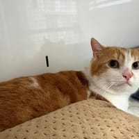 MON FILS, chat à adopter