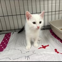 SLASH, chat à adopter