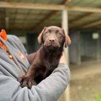 A'NOISETTE, chienne à adopter