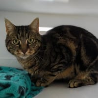 THYS, chat à adopter