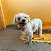 LOULOU, chien à adopter