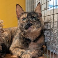 AQUALIE A17426, chatte à adopter